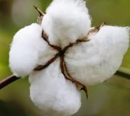 Raw Cotton Bales